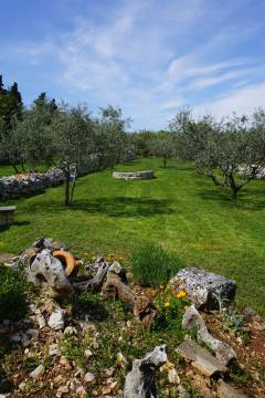 Backyard with olive trees