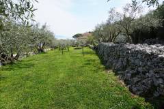 Backyard with olive trees and stone walls