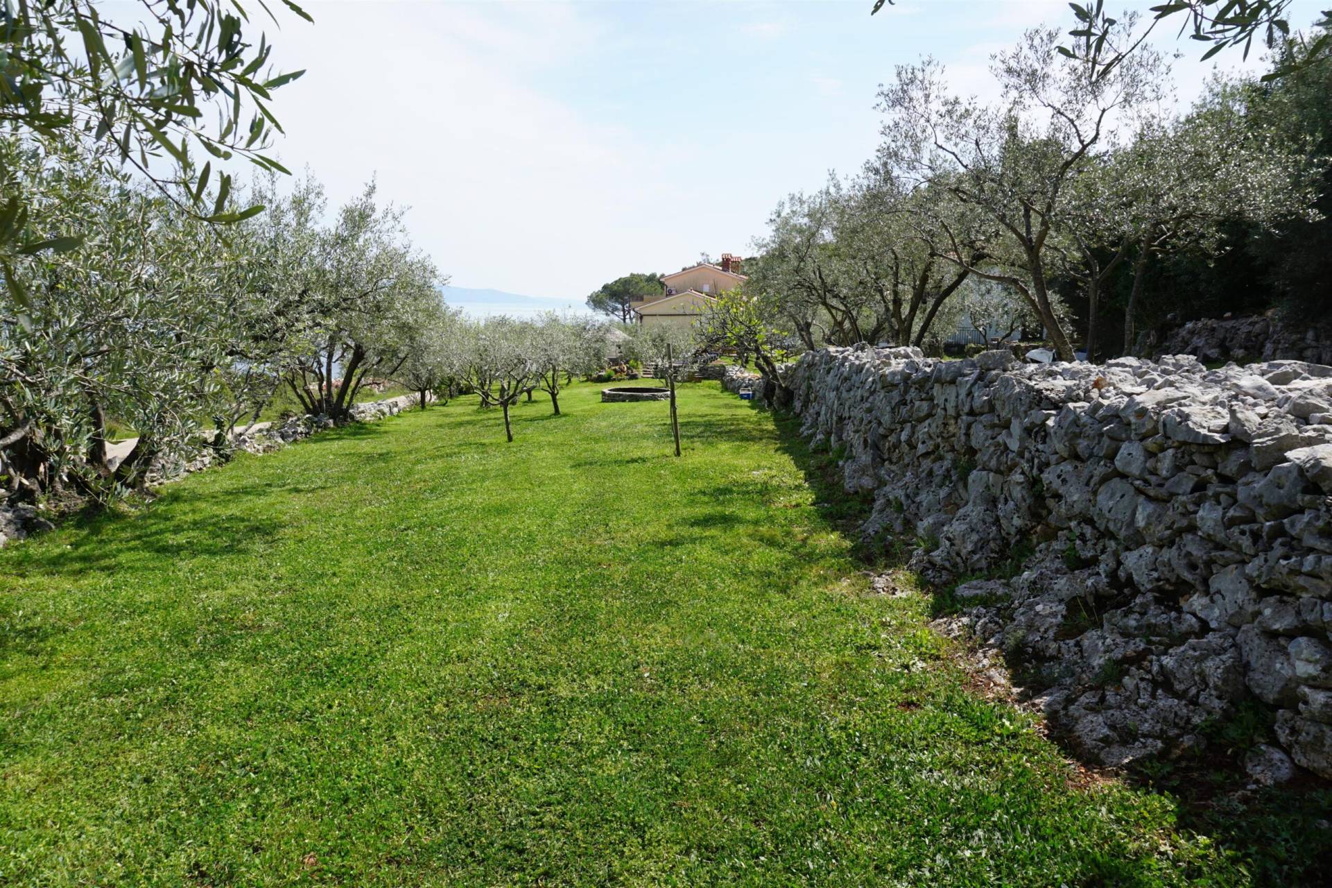 Backyard with olive trees and stone walls